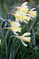 Narcissus pseudonarcissus - une sélection particulièrement fine