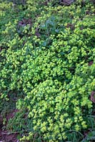 Chrysoplenium oppositifolium - Saxifrage doré à feuilles opposées poussant dans un fossé humide en partie ombragé dans le Devon