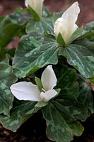 Trillium chloropetalum à fleurs blanches