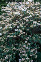 Rhododendron 'Alison Johnstone' Jardin Chiffchaffs, Bourton, Dorset