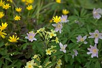 Anémone nemerosa 'Robinsoniana' - Windflower avec Primula vulgaris - Primevère et Ranunculus ficaria 'Brazen Hussy' - Bronze Celandine