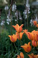 Tulipa 'Ballerine' - Tulipe avec Asphodelius albus - Asphodèle blanc