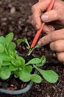 Chichorium intybus - Chichory Witloof Zoom - repiquage des semis et empotage en montrant les mains - à l'aide d'un crayon pour aider à manipuler et éviter le contact des racines avec les doigts