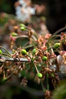 Prunus 'Stella' - fruit se développant suite à la pollinisation