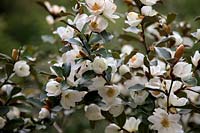 Magnolia laevifolia 'Le favori de Gail' syn. Michelia yunnanensis