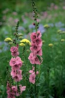 Verbascum 'Pink Domino' avec Polemonium 'Northern Lights' et Achillea 'Martina'