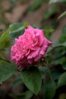 Rosa 'Zéphyrine Drouhin' Rose Grimpeur Bourbon