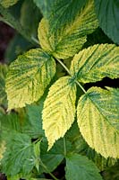 Rubus ideaus 'Autumn Bliss' Framboise montrant des signes d'infection virale