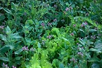 Mauvaises herbes communes du jardin - Plants de laitue en danger d'être submergés par la graisse de poule - Chenopodium album et Henbit deadnettle - Lamium amplexicaule