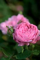 Rosa 'Jacques Cartier' syn 'Marchesa Boccella' arbuste rose