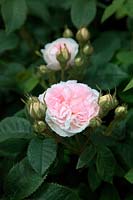 Arbuste Rose - Rosa 'Félicité Parmentier'