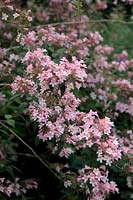 Kolkwitzia amabilis 'Pink Cliud' - Beauty Bush