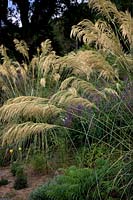 Cordateria richardii - Pampass Grass dans le jardin du court de tennis à RHS Rosemoor