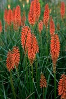 Kniphofia 'Semis rouge de Wol'