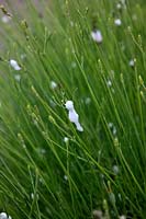 Coucou sur Lavandula angustifolia - Englsih Lavender. La mousse protectrice dissimule Philaenus spumarius - Froghopper Nymphs