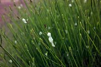 Coucou sur Lavandula angustifolia - Englsih Lavender. La mousse protectrice dissimule Philaenus spumarius - Froghopper Nymphs