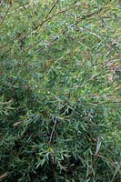Maison Hollam, Dulverton, Somerset - Salix purpurea 'Nancy Saunders' - Jardin d'Annie Prebensen