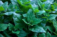 Tetragonia tetragonioides - épinards de Nouvelle-Zélande, légumes verts Warrigal, kokihi '- langue maorie -, épinards de mer, épinards de Botany Bay, tétragon et chou de Cook