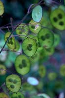 Lunaria annua - l'honnêteté développant des gousses