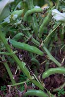 Broad Bean - Vicia faba 'The Sutton' prêt à être récolté - variété courte qui peut être cultivée sans support - comme indiqué