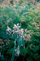 Seedheads de Nectaroscordum siculum avec Aruncus 'Hercules' derrière