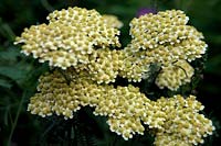 Achillea 'Martina'