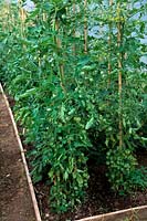 Cultiver des tomates dans le sol dans un polytunnel - mi-juillet et les premiers fruits commencent à mûrir - appareil photo le plus proche Solanum lycopersicum Tomate 'Gardener's Delight'