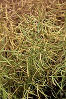 Brassica napus - colza ou colza approche du moment de la récolte