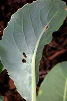 Feuille de Brassica avec petit papillon blanc - larve de Pieris rapae - oeufs simples pondus sur une feuille de Brassica