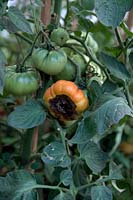 La pourriture apicale des fleurs de la tomate - Solanum lycopersicum - est un problème physiologique causé par des conditions de croissance défavorables plutôt que par un ravageur ou une maladie.