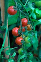 Solanum lycopersicum 'Katrina' - Tomates sur la vigne
