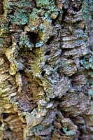 Quercus suber - Écorce de chêne-liège