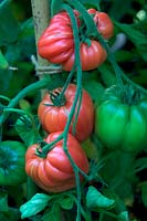 Solanium lycopersicum - Tomate 'Cuor di Bue'