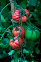 Solanium lycopersicum - Tomate 'Cuor di Bue'