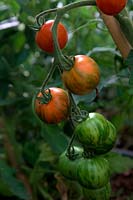 Solanium lycopersicum - Tomate 'Tigerella'