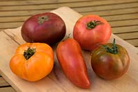 Solanum lycopersicum - Tomates de boeuf - Dans le sens horaire à partir de la variété à cornes 'Andine Cornue' syn. 'Cornue des Andes', 'Ananas', 'Cacao', 'Gros Nicolle', 'Paul Robeson'