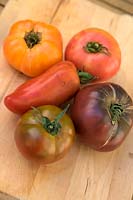Solanum lycopersicum - Tomates de boeuf - Dans le sens horaire à partir de la variété à cornes 'Andine Cornue' syn. 'Cornue des Andes', 'Ananas', 'Cacao', 'Gros Nicolle', 'Paul Robeson'