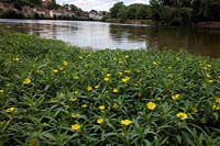 Ludwigia grandiflora, la primevère aquatique envahissante d'Amérique du Nord menaçant le Royaume-Uni. Montré sur la rivière Cher, France