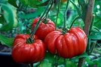 Tomate - Solanum lycopersicum 'Costoluto Fiorentino'