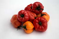 Tomate - Solanum lycopersicum 'Cornue des Andes' syn. 'Andine Cornue' 'Coeur du Boeuf - Orange' syn. 'Coeur de bœuf - Orange' 'Beauté blanche' 'Costoluto Fiorentino' 'Libanais d'Omar'