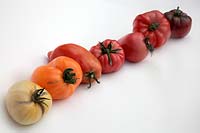 Tomate - Solanum lycopersicum 'White Beauty' 'Coeur du Boeuf - Orange' syn. 'Coeur de Boeuf - Orange' 'Cornue des Andes' syn. 'Andine Cornue' 'Libanais d'Omar' 'Cuor di Bue' 'Costoluto Fiorentino' 'Noir de Crimée'