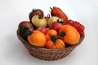 Tomate - Solanum lycopersicum 'Marmande' 'Golden Queen' 'White Beauty' 'Coeur du Boeuf - Orange' syn. 'Coeur de Boeuf - Orange' 'Cornue des Andes' syn. 'Andine Cornue' 'Costoluto Fiorentino' 'Crimean Black'