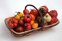 Tomate - Solanum lycopersicum 'Marmande' 'Paul Robeson' 'Golden Queen' 'White Beauty' 'Omar's Lebanese' 'Coeur du Boeuf - Orange' syn. 'Coeur de Boeuf - Orange' 'Cornue des Andes' syn. 'Andine Cornue' 'Costoluto Fiorentino' 'Crimean Black'