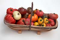 Tomate - Solanum lycopersicum 'Marmande' 'Paul Robeson' 'Golden Queen' 'White Beauty' 'Omar's Lebanese' 'Coeur du Boeuf - Orange' syn. 'Coeur de Boeuf - Orange' 'Cornue des Andes' syn. 'Andine Cornue' 'Costoluto Fiorentino' 'Crimean Black'