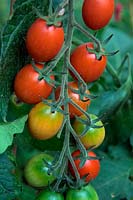 Solanum lycopersicum - Tomate 'Lucciola' avec une certaine résistance à la brûlure