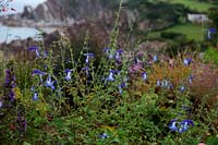 Salvia patens 'Holbrook' à Cliffe Garden, Lee, Ilfracombe, North Devon