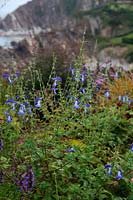 Salvia patens 'Holbrook' à Cliffe Garden, Lee, Ilfracombe, North Devon