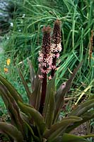 Eucomis comosa 'Bourgogne mousseux' dans Cliffe Garden, Lee, Ilfracombe, North Devon