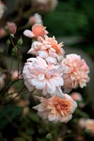 Rosa 'Perle d ' Or' - Polyantha rose Cliffe Garden, Lee, Ilfracombe, North Devon