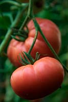 Solanum lycopersicum - Tomate 'Libanaise d'Omar'